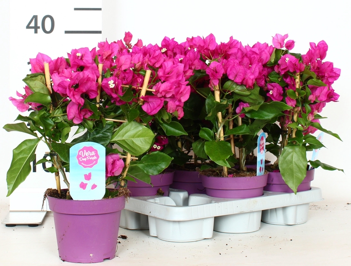 <h4>BOUGAINV VERA D P IM</h4>