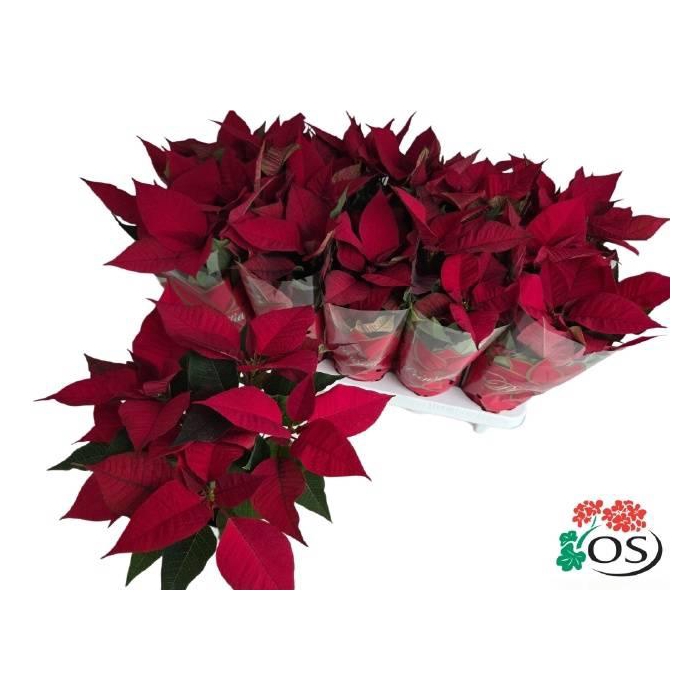 <h4>Euphorbia (Poinsettia) Mars 11Ø 30cm 5fl</h4>