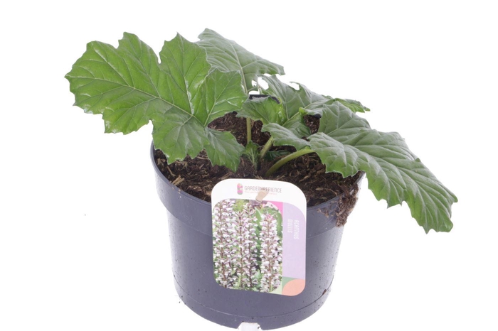 <h4>Acanthus mollis</h4>