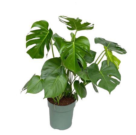 <h4>Monstera Deliciosa (geen Watermeter)</h4>