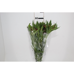 ALSTROEMERIA NATALYA 080 CM