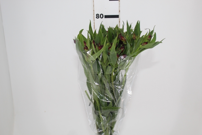 <h4>ALSTROEMERIA NATALYA 080 CM</h4>
