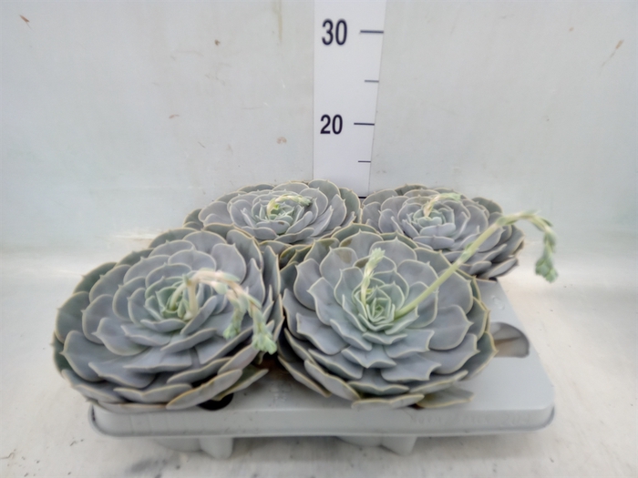 <h4>Echeveria  'Pollux'</h4>