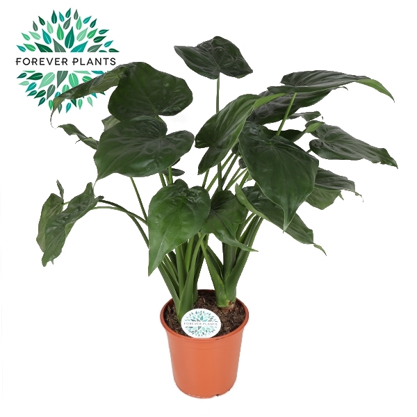 Alocasia Cucullata p24