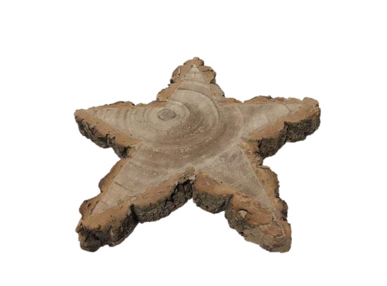 PAULOWNIA STER MET SCHORS 20CM H3