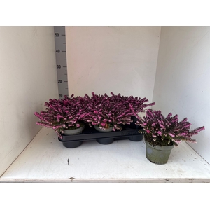 ERIC DA KRAMERS ROTE