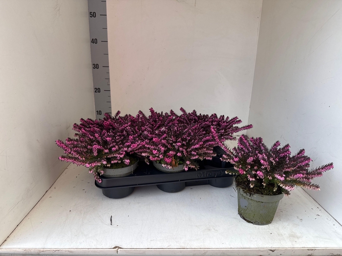 <h4>ERIC DA KRAMERS ROTE</h4>