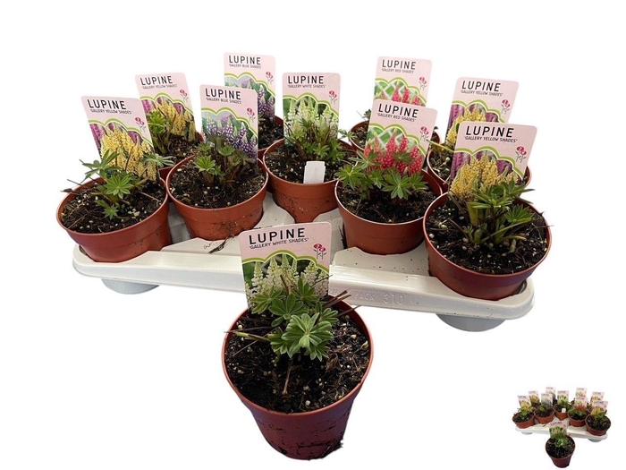 <h4>LUPI GALLERY  GEM</h4>