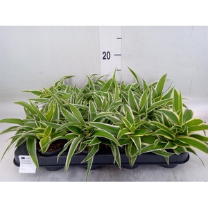 Chlorophytum com. 'Ocean'
