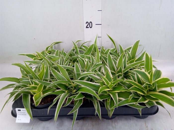 <h4>Chlorophytum com. 'Ocean'</h4>