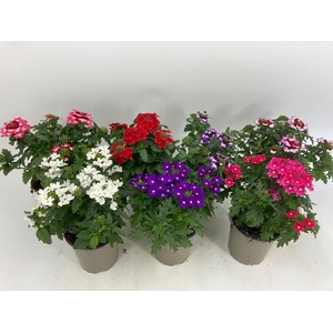 VERBENA-HYBRID p11