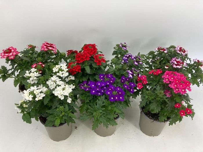 <h4>VERBENA-HYBRID p11</h4>
