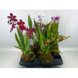 Orchideeen   ...
