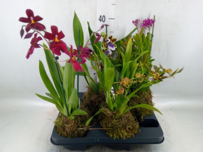 <h4>Orchideeen   ...</h4>