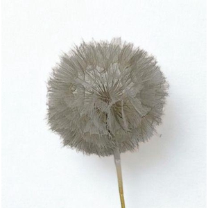 Dandelion Light grey d12x28h