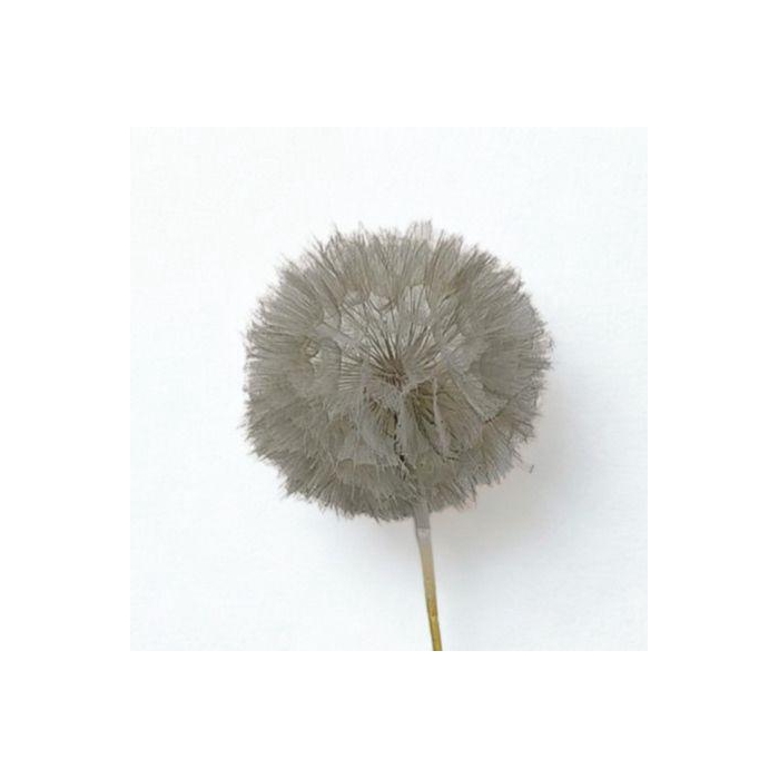 <h4>Dandelion Light grey d12x28h</h4>
