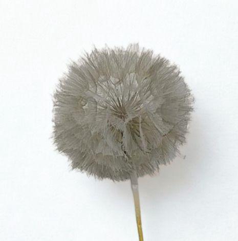 <h4>Dandelion Light grey d12x28h</h4>