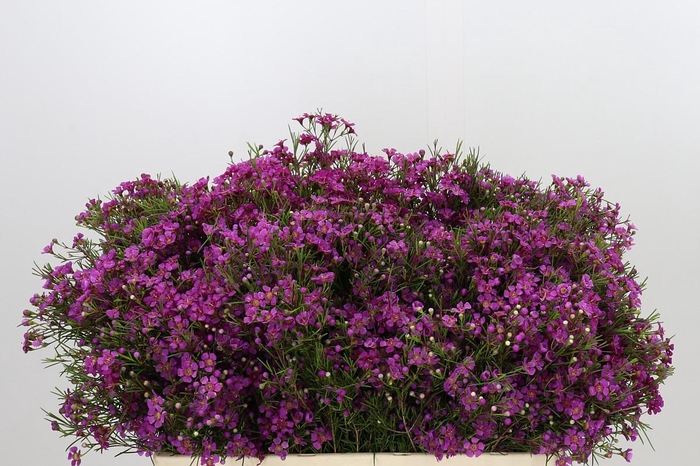 <h4>Chamelaucium Ofir</h4>