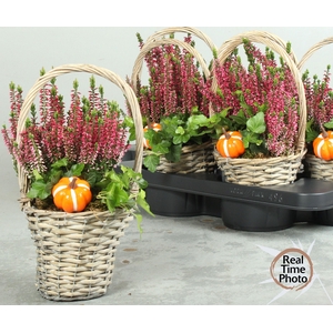 ARR TUINPLANTEN