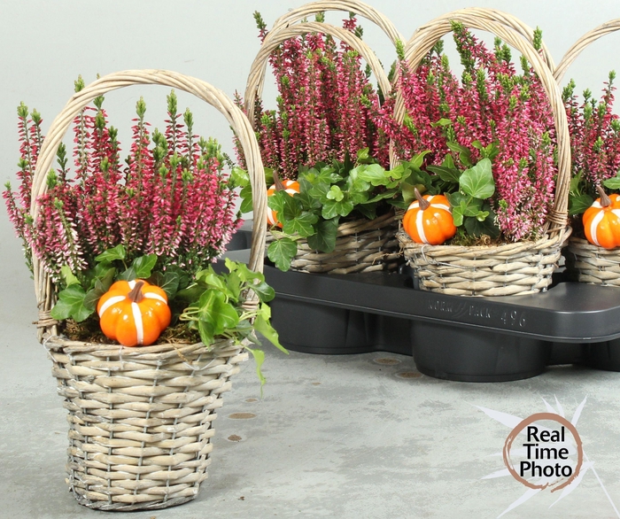 <h4>ARR TUINPLANTEN</h4>