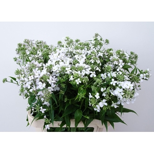 HESPERIS OVERIG HESPERIS OV