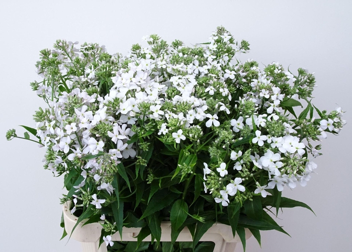 <h4>HESPERIS OVERIG HESPERIS OV</h4>