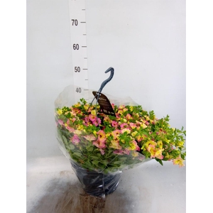 Calibrachoa   ...