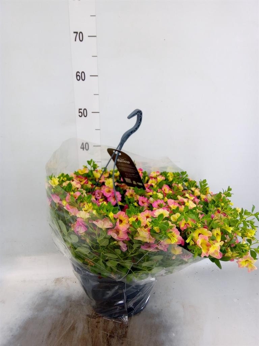 <h4>Calibrachoa   ...</h4>