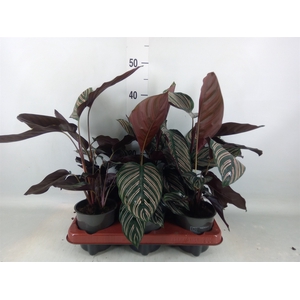 Calathea sanderiana