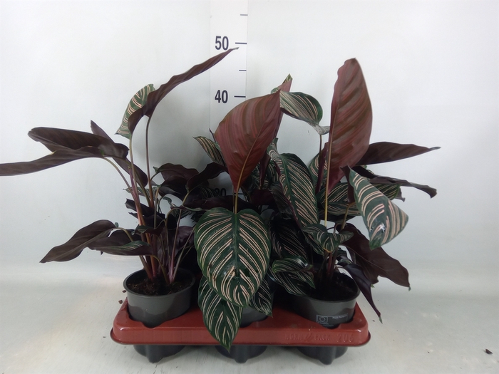 <h4>Calathea sanderiana</h4>