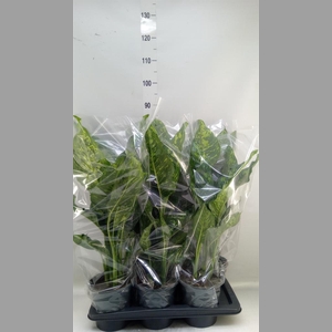 Dieffenbachia  'Spotty'