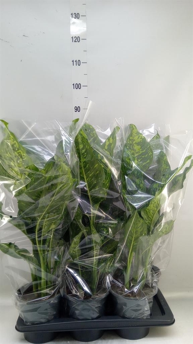 <h4>Dieffenbachia  'Spotty'</h4>