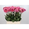 Dahlia Pink Runner