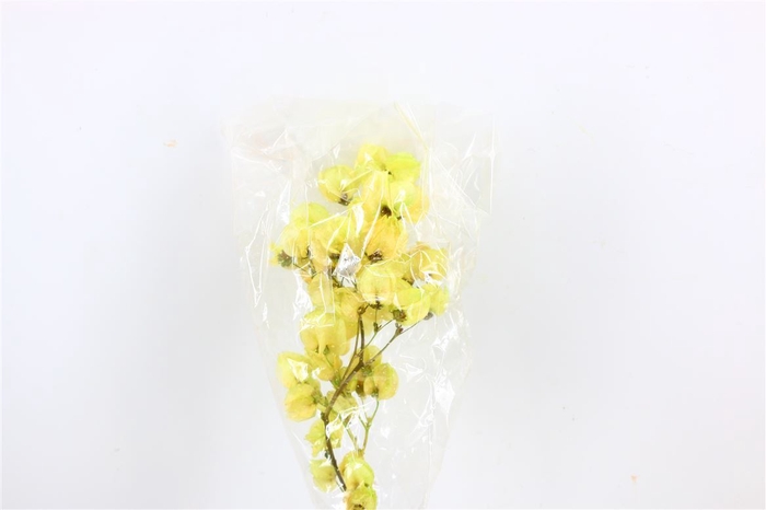 <h4>Dried Bougainvillea 55cm L. Green Bunch</h4>