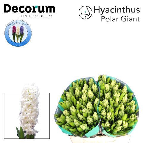 <h4>Hyac Polar Giant 2x25</h4>
