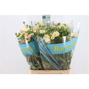 Ranunculus Butterfly Keramos 70cm