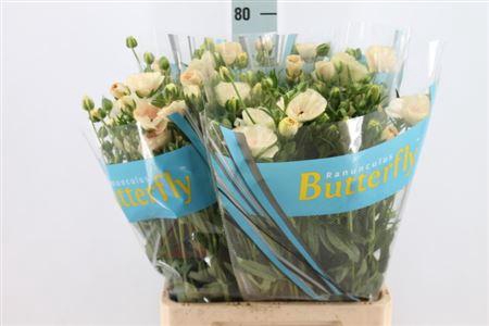 <h4>Ranunculus Butterfly Keramos 70cm</h4>