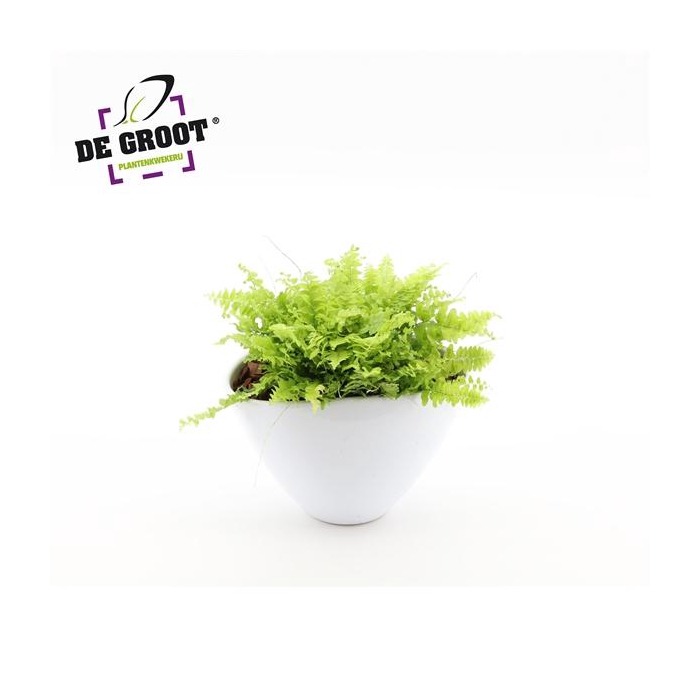 <h4>Arrangement Nephrolepis in enveloppot</h4>