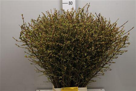 <h4>Forsy I Spectabilis</h4>