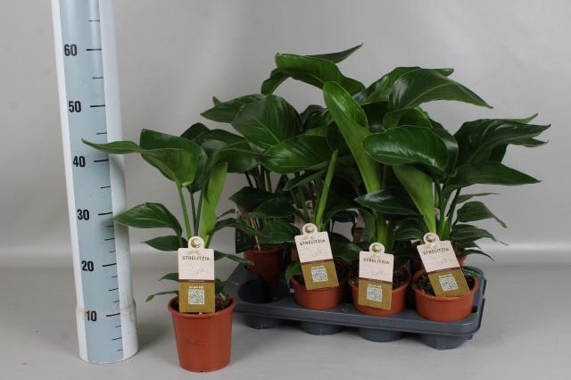 <h4>STRELITZIA NICOLAI</h4>