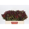 Leucadendron Saf Sunset Dark R.
