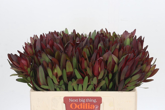 Leucadendron Saf Sunset Dark Red