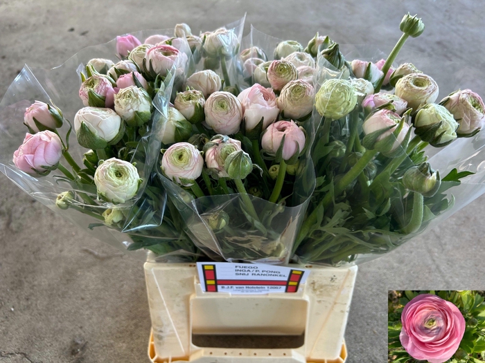 <h4>RAN AAZUR LI PINK</h4>