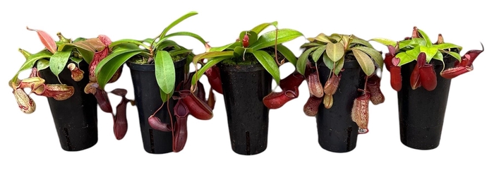 Nepenthes overig