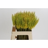 Kniphofia Sunningdale Yellow