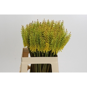 Kniphofia Sunningdale Yellow