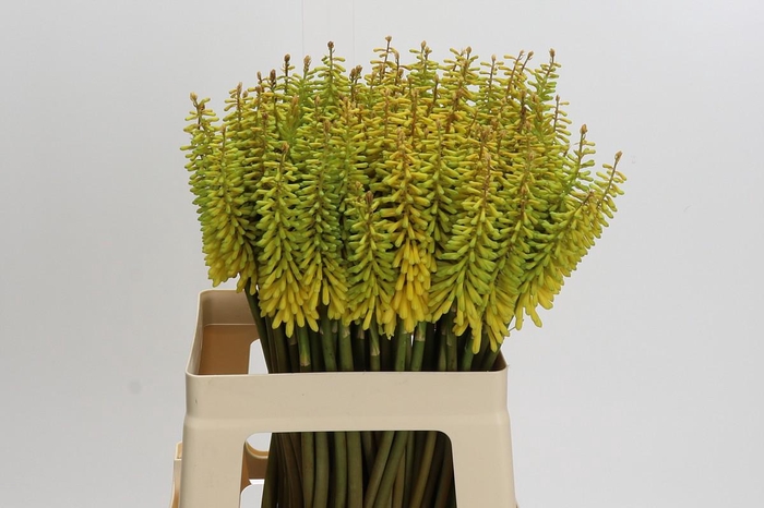 <h4>Kniphofia Sunningdale Yellow</h4>
