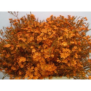 Chame Ofir Oranje