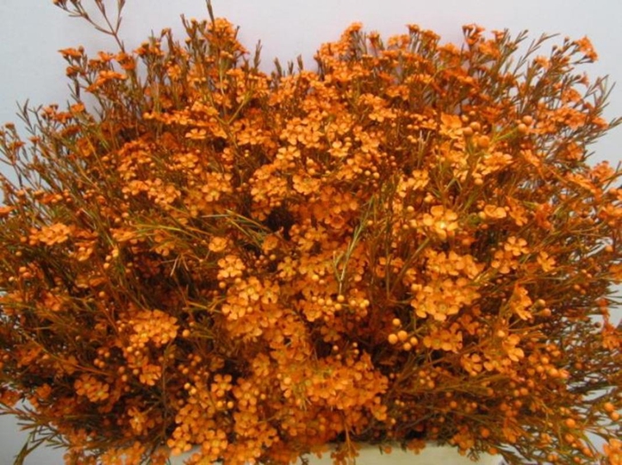 <h4>Chame Ofir Oranje</h4>