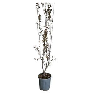 Prunus overig bladhoudend